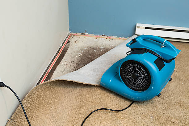 Best Carpet water damage restoration  in Hollymead, VA